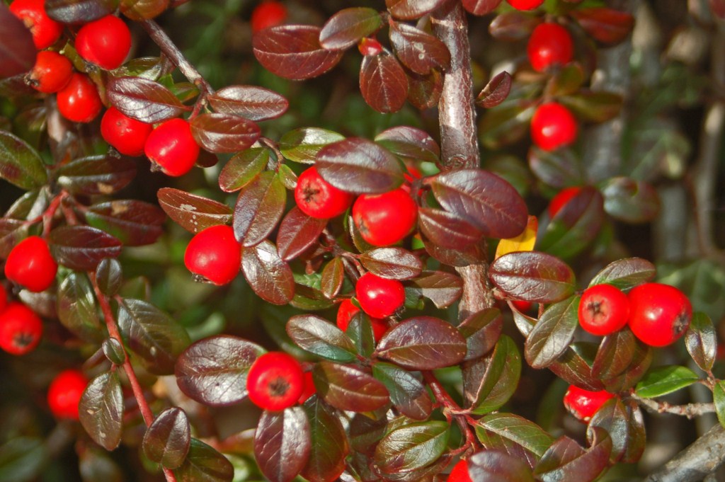 Che bacche sono queste? Cotoneaster sp.